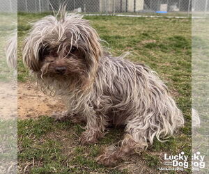 Maltese-Unknown Mix Dogs for adoption in Washington, DC, USA