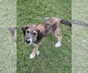 Poodle (Standard)-Unknown Mix Dogs for adoption in Wakefield, RI, USA