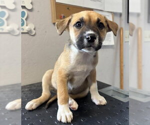 Boxer-Unknown Mix Dogs for adoption in Sistersville, WV, USA