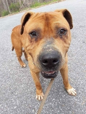Staffordshire Bull Terrier Dogs for adoption in Clarkesville, GA, USA