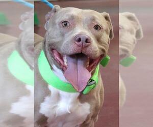 American Staffordshire Terrier-Unknown Mix Dogs for adoption in Siren, WI, USA