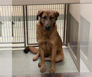 German Shepherd Dog-Great Pyrenees Mix Dogs for adoption in Placerville, CA, USA