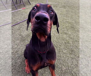 Doberman Pinscher-Unknown Mix Dogs for adoption in Dana Point, CA, USA