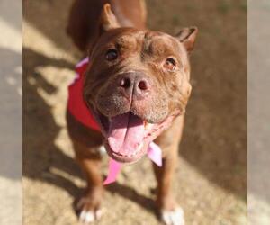 Staffordshire Bull Terrier Dogs for adoption in San Antonio, TX, USA