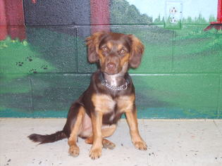 Medium Photo #1 Chiweenie Puppy For Sale in Bellbrook, OH, USA