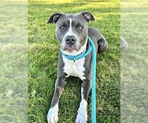 Mutt Dogs for adoption in Sacramento, CA, USA