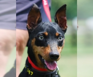 Miniature Pinscher Dogs for adoption in Chesapeake City, MD, USA