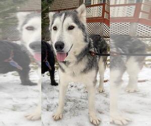 Australian Shepherd-Siberian Husky Mix Dogs for adoption in Cary, NC, USA