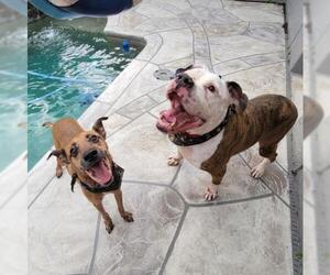 American Bulldog-Unknown Mix Dogs for adoption in Alva, FL, USA