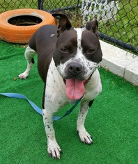 American Staffordshire Terrier-Unknown Mix Dogs for adoption in Perth Amboy, NJ, USA