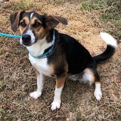 Beagle Dogs for adoption in Bauxite, AR, USA