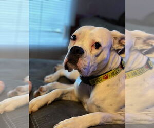 Boxer Dogs for adoption in Woodbury, MN, USA
