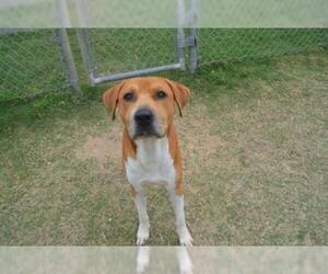 Labrador Retriever-Staffordshire Bull Terrier Mix Dogs for adoption in Texas City, TX, USA