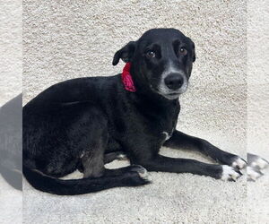 Labrador Retriever-Unknown Mix Dogs for adoption in Grafton, WI, USA