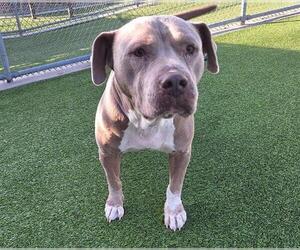 Medium Photo #1 American Staffordshire Terrier-Unknown Mix Puppy For Sale in Grand Prairie, TX, USA