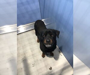 Rottweiler Dogs for adoption in San Bernardino, CA, USA