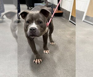 Mutt Dogs for adoption in Forestville, MD, USA