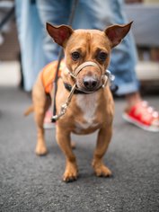 Chiweenie Dogs for adoption in Brooklyn, NY, USA