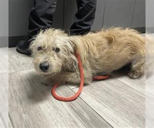 Mutt Dogs for adoption in Redlands, CA, USA
