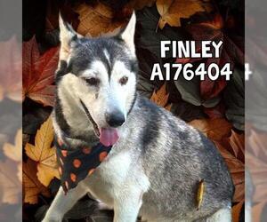 - Mix Dogs for adoption in Tulsa, OK, USA