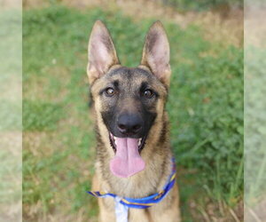 Mutt Dogs for adoption in San Antonio, TX, USA