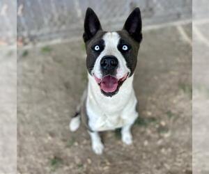 American Pit Bull Terrier-Unknown Mix Dogs for adoption in Riverside, CA, USA