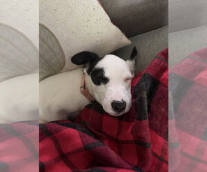 American Pit Bull Terrier-Jack Russell Terrier Mix Dogs for adoption in Oakhurst, NJ, USA