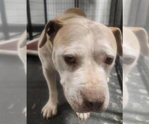 Staffordshire Bull Terrier Dogs for adoption in Bakersfield, CA, USA