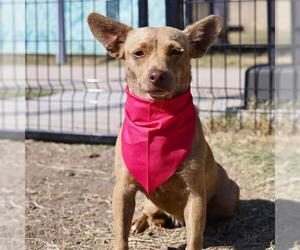 Chihuahua-Unknown Mix Dogs for adoption in San Antonio, TX, USA