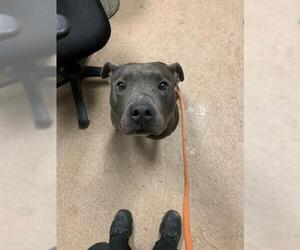 Staffordshire Bull Terrier-Unknown Mix Dogs for adoption in Saginaw, MI, USA