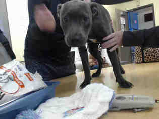 Blue Lacy-Unknown Mix Dogs for adoption in Houston, TX, USA