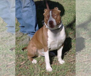 American Pit Bull Terrier-Staffordshire Bull Terrier Mix Dogs for adoption in Bandera, TX, USA