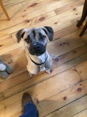 Bogle Dogs for adoption in Oxford, MI, USA