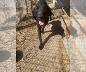 Labrador Retriever-Unknown Mix Dogs for adoption in Fairfield, IL, USA