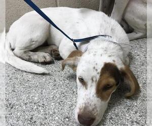 Mutt Dogs for adoption in Conroe, TX, USA