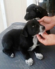 Borador Dogs for adoption in DeLand, FL, USA