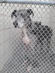 Great Dane Dogs for adoption in Corpus Christi, TX, USA