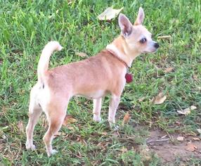 Medium Photo #1 Chihuahua Puppy For Sale in Wylie, TX, USA