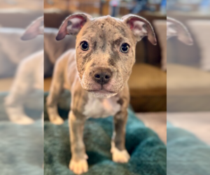 American Pit Bull Terrier-Unknown Mix Dogs for adoption in Plymouth, MN, USA