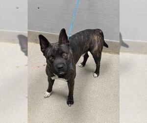 Mutt Dogs for adoption in Las Vegas, NV, USA