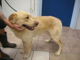 Labrador Retriever Dogs for adoption in Eureka Springs, AR, USA