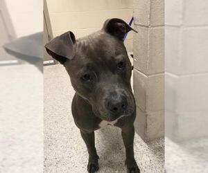 American Pit Bull Terrier Dogs for adoption in Conroe, TX, USA