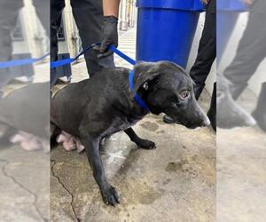 Labrador Retriever-Unknown Mix Dogs for adoption in San Bernardino, CA, USA