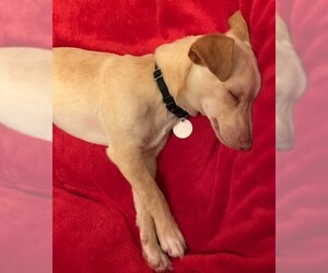 Chiweenie Dogs for adoption in Issaquah, WA, USA