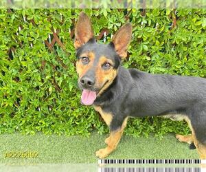 Rottweiler-Unknown Mix Dogs for adoption in West Palm Beach, FL, USA