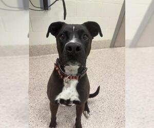 Labrador Retriever-Unknown Mix Dogs for adoption in Brighton, CO, USA