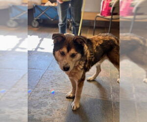 German Shepherd Dog-Unknown Mix Dogs for adoption in South Lake Tahoe, CA, USA