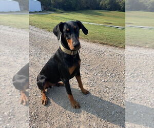 Doberman Pinscher Dogs for adoption in Cromwell, KY, USA
