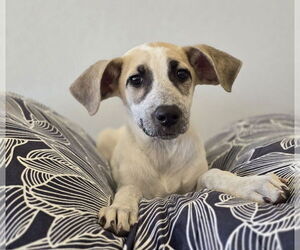 Mutt Dogs for adoption in Lakewood, CO, USA