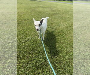 Mutt Dogs for adoption in Walnutport, PA, USA